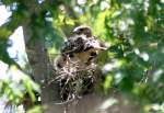 Red-shouldered Hawk's Nest