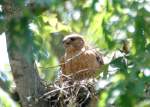 Red-shouldered Hawk's Nest