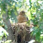 Red-shouldered Hawk's Nest