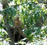 Red-shouldered Hawk's Nest