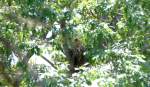 Red-shouldered Hawk's Nest