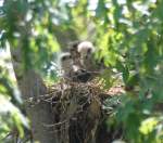 Red-shouldered Hawk's Nest