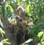 Red-shouldered Hawk's Nest