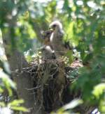 Red-shouldered Hawk's Nest