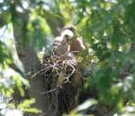 Red-shouldered Hawk's Nest