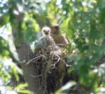 Red-shouldered Hawk's Nest