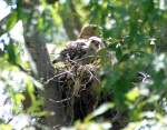 Red-shouldered Hawk's Nest