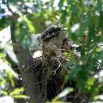 Red-shouldered Hawk's Nest