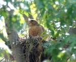 Red-shouldered Hawk's Nest