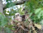 Red-shouldered Hawk's Nest