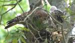 Red-shouldered Hawk's Nest