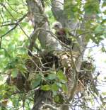 Red-shouldered Hawk's Nest