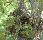 Red-shouldered Hawk's Nest