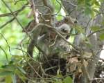 Red-shouldered Hawk's Nest