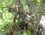 Red-shouldered Hawk's Nest