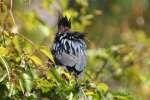 Green Heron