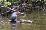 Green Heron