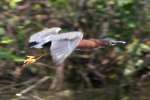 Green Heron