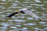 Green Heron