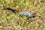 Green Heron