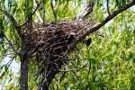 Great Blue Heron Nest