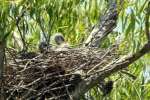 Great Blue Heron Nest w-Young
