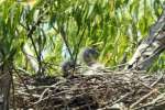 Great Blue Heron Nest w-Young