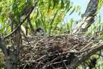 Great Blue Heron Nest w-Young