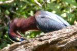 Green Heron