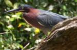 Green Heron