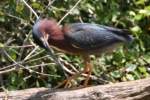 Green Heron