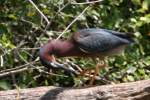 Green Heron