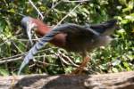 Green Heron