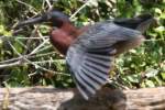 Green Heron