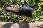 Green Heron