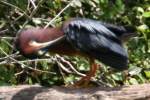 Green Heron