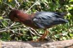 Green Heron