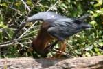 Green Heron