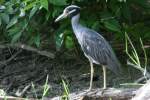 Yellow-crowned Night-heron