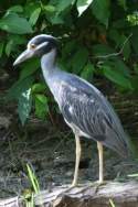 Yellow-crowned Night-heron