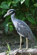 Toledo Bend Birding Trail