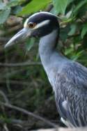 Yellow-crowned Night-heron