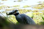 Yellow-crowned Night-heron