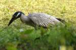 Yellow-crowned Night-heron