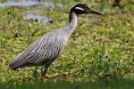 Yellow-crowned Night-heron