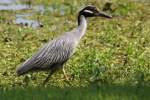 Yellow-crowned Night-heron