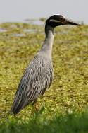 Yellow-crowned Night-heron