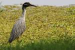 Yellow-crowned Night-heron