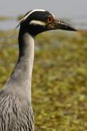 Yellow-crowned Night-heron