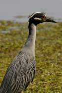 Yellow-crowned Night-heron